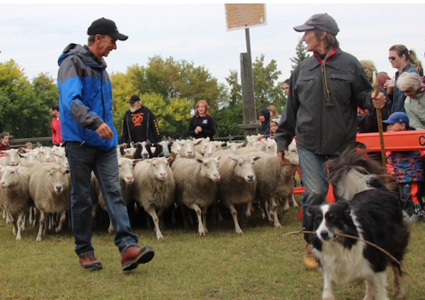 Gordon leading sheep – community leadership